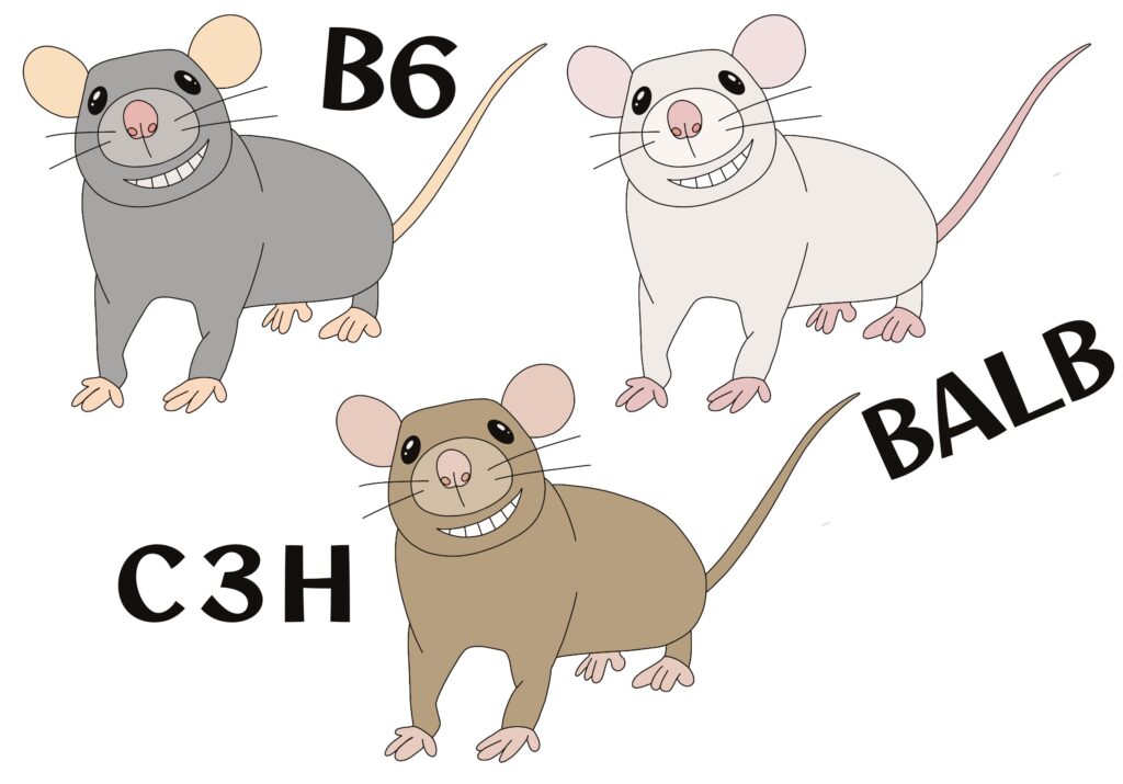 動物実験用マウスのイメージとして